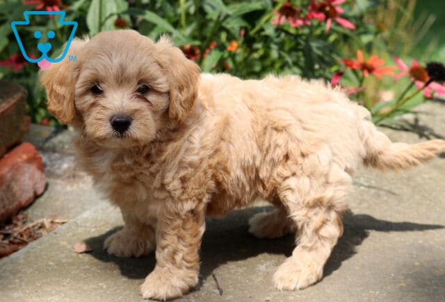 Honey Cavapoo2 image