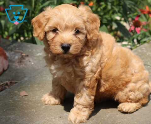 Hunter Cavapoo