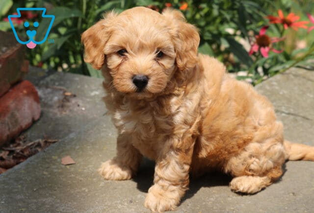 Hunter Cavapoo image