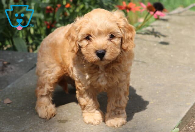 Hunter Cavapoo2 image