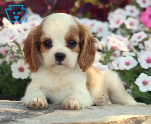 Indy Cavalier