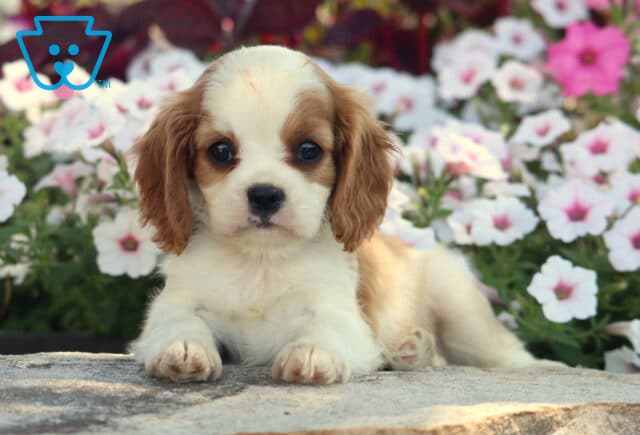 Indy Cavalier image