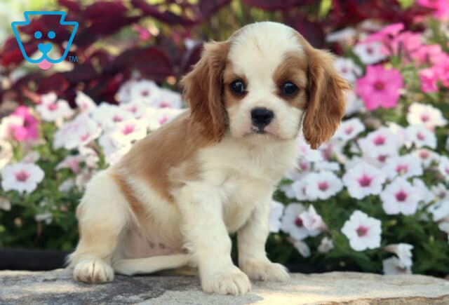 Indy Cavalier2 image