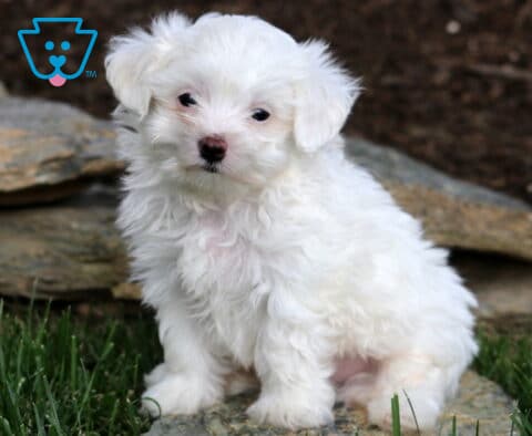 Jace Maltese