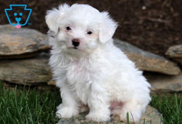 Jace Maltese image