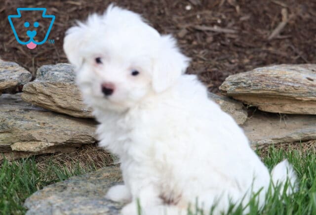 Jace Maltese2 image