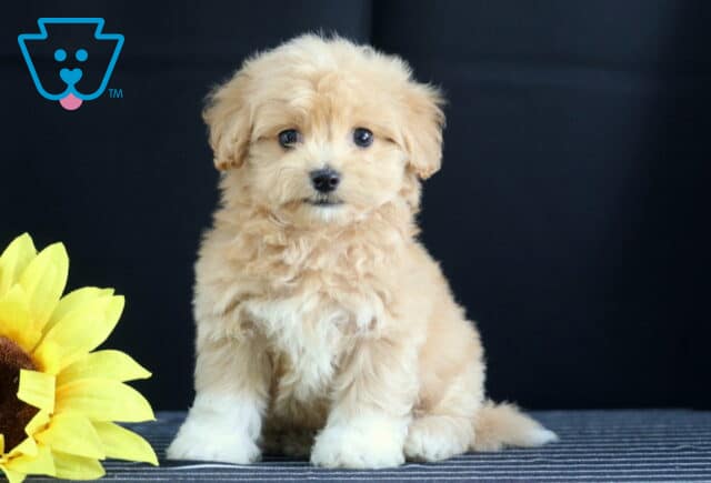Fluffy cream and white Havapoo puppy sitting beside a bright yellow sunflower against a dark backdrop. image