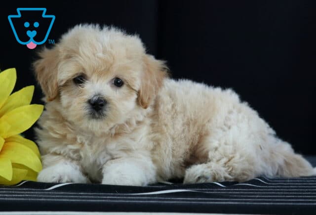 Fluffy cream Havapoo puppy lying beside a bright yellow sunflower with its white paws resting on a striped cushion. image