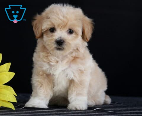 Cream and white Havapoo puppy sitting upright beside a yellow sunflower against a solid black background.