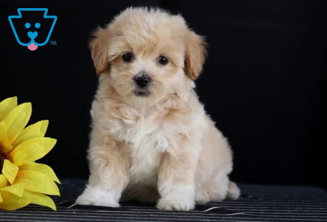 Cream and white Havapoo puppy sitting upright beside a yellow sunflower against a solid black background. image
