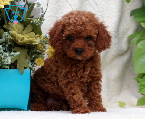 Janet Mini Poodle