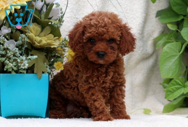 Janet Mini Poodle image