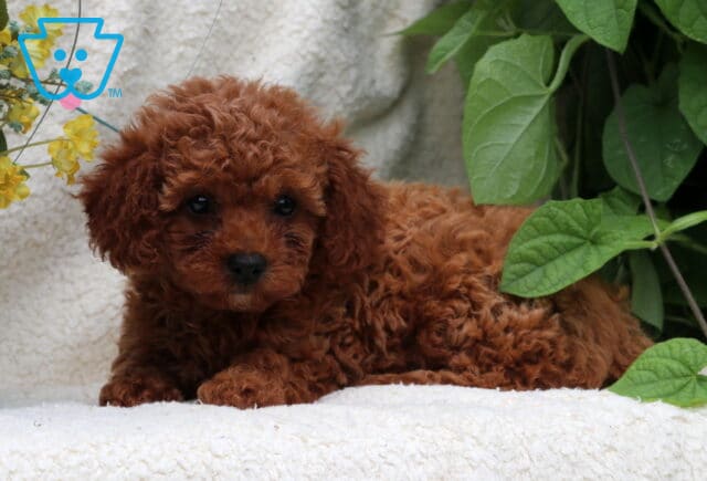 Janet Mini Poodle2 image