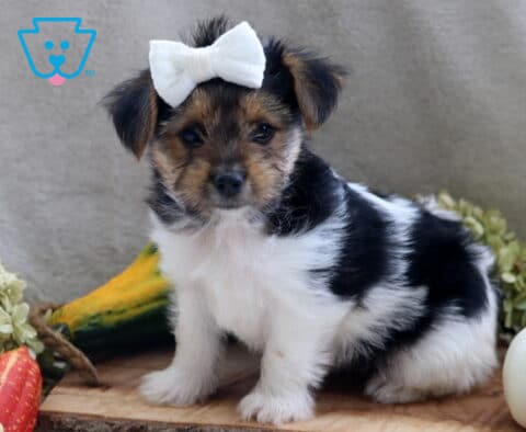 Jasmine Yorkie