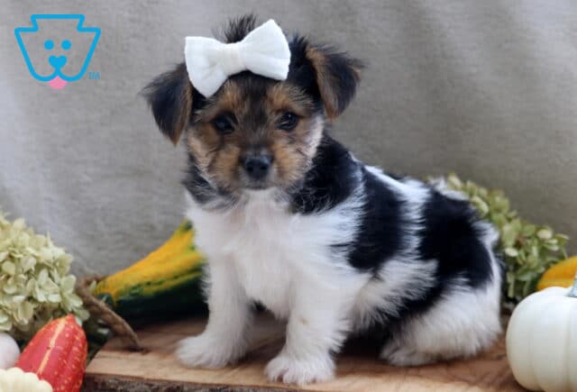 Jasmine Yorkie image