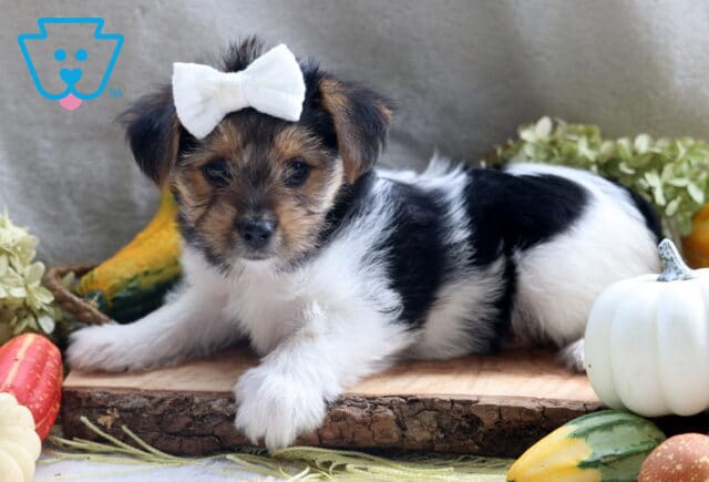 Jasmine Yorkie2 image