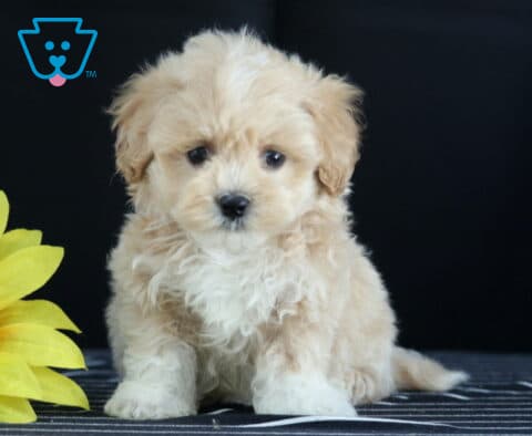 Fluffy cream and white Havapoo puppy sitting beside a large yellow sunflower with a dark background.