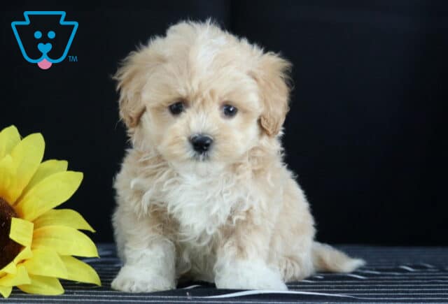 Fluffy cream and white Havapoo puppy sitting beside a large yellow sunflower with a dark background. image
