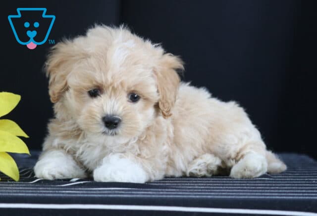 Cream and white Havapoo puppy resting on a striped cushion with its front paws stretched forward beside a yellow sunflower. image