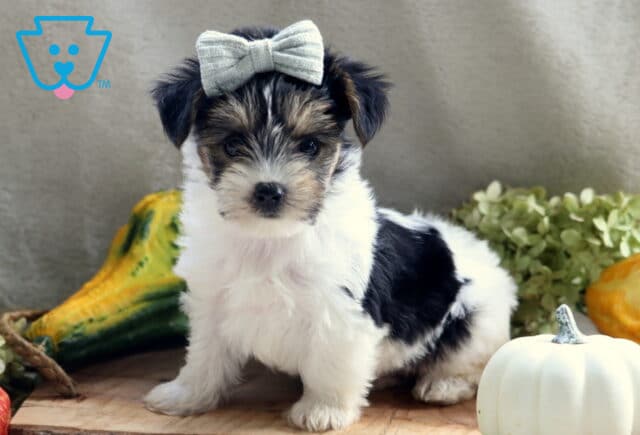 Jax Yorkie image