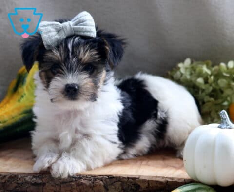 Jax Yorkie2