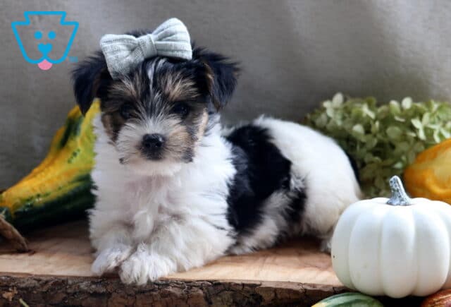 Jax Yorkie2 image