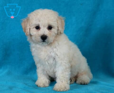 Jazzy Bichpoo2