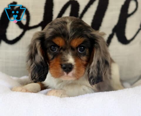 Jazzy Cavalier