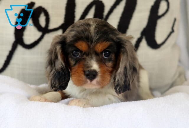 Jazzy Cavalier image