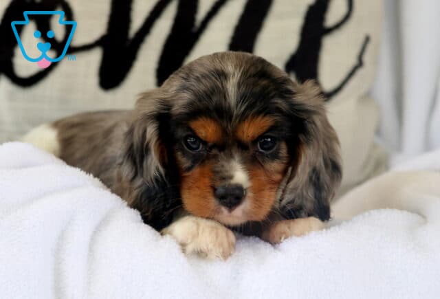 Jazzy Cavalier2 image