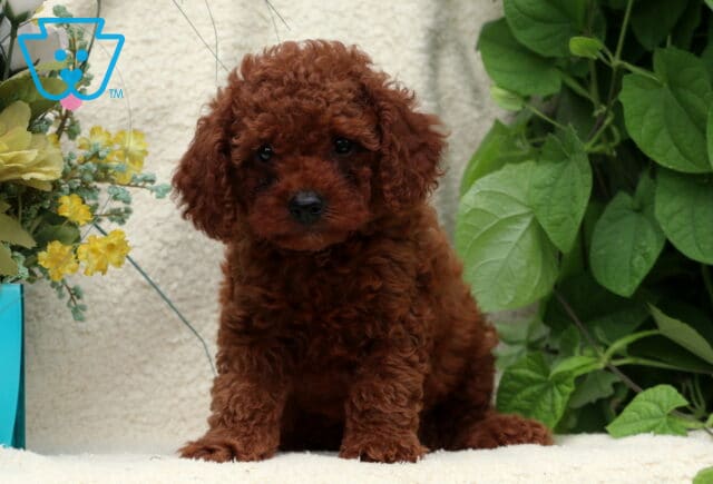 Jimmy Mini Poodle image