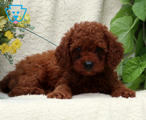 Jimmy Mini Poodle2