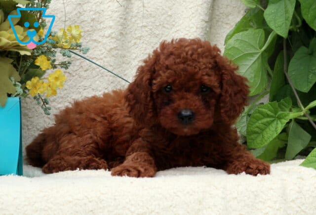 Jimmy Mini Poodle2 image