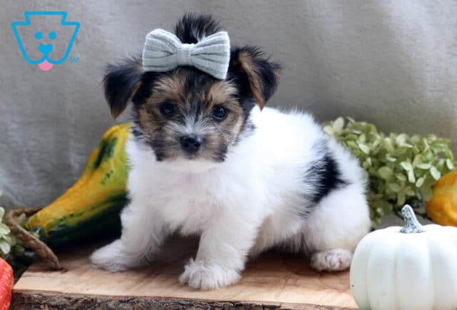 Joey Yorkie image