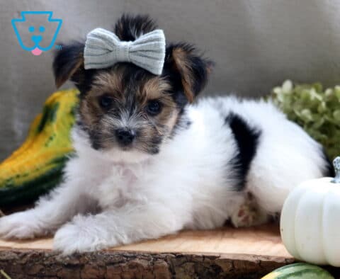 Joey Yorkie2