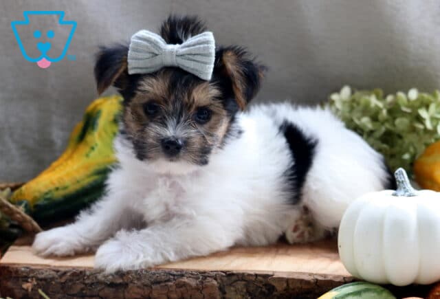 Joey Yorkie2 image