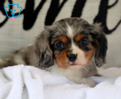 Jojo Cavalier2