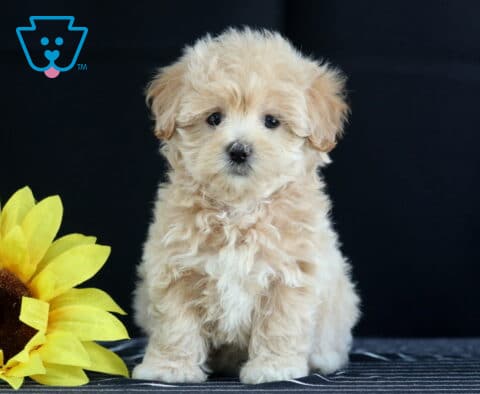 Curly cream Havapoo puppy sitting next to a large yellow sunflower with a white chest and soft floppy ears.