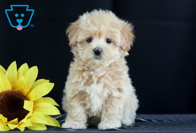 Curly cream Havapoo puppy sitting next to a large yellow sunflower with a white chest and soft floppy ears. image