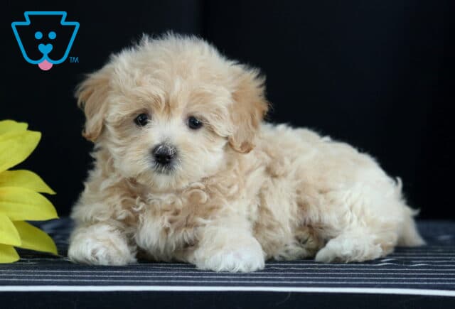 Soft cream Havapoo puppy lying on a striped cushion beside a yellow sunflower, looking sweetly toward the camera. image