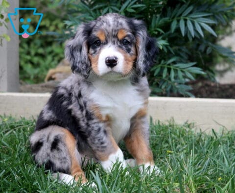 Kash Mini Bernese
