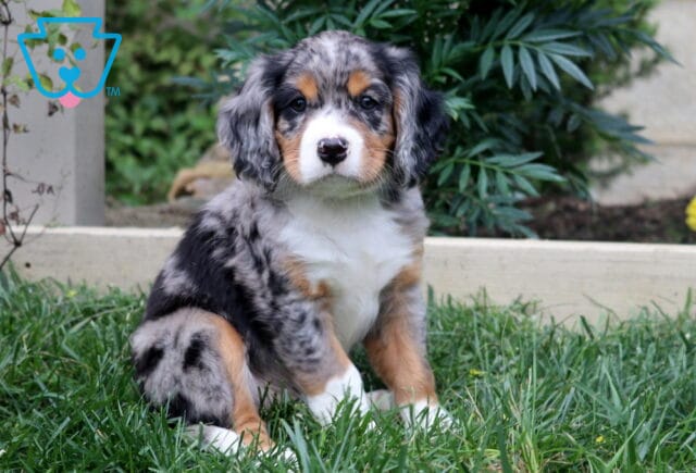 Blue merle Mini Bernese puppy with tan markings and a white chest sitting in the grass beside a garden. image