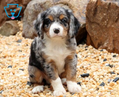 Kash Mini Bernese