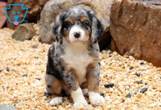 Kash Mini Bernese image