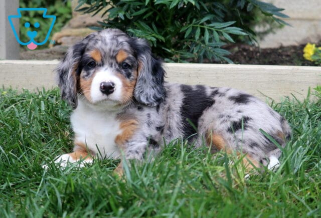 Blue merle Mini Bernese puppy with a speckled gray and black coat, tan accents, and white chest relaxing in the green grass. image