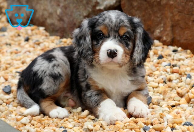 Kash Mini Bernese2 image