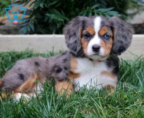Keyla Mini Bernese