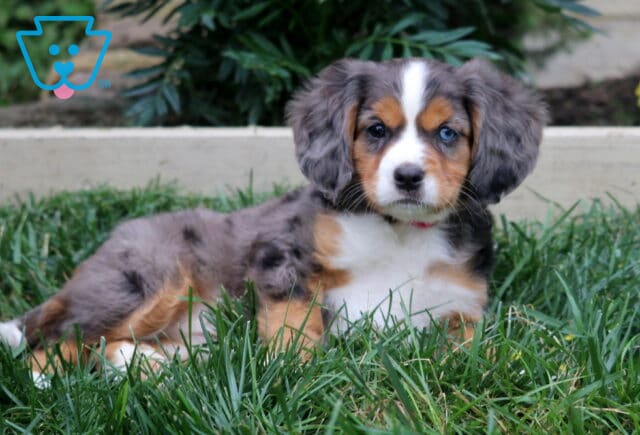 Blue merle Mini Bernese puppy with one blue eye, tan eyebrows, and a bright white chest relaxing in the grass. image
