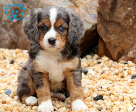 Keyla Mini Bernese