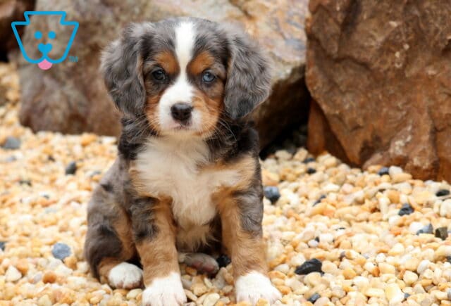 Keyla Mini Bernese image